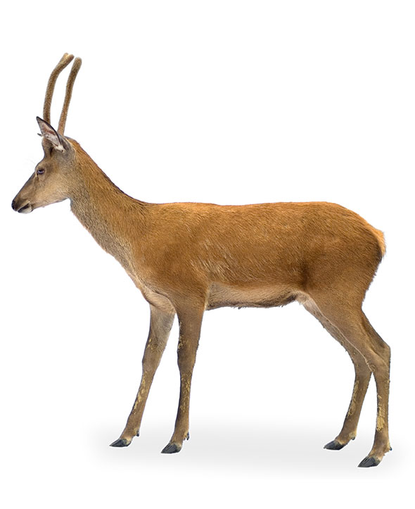 Positionnement Google d’un site web chasse